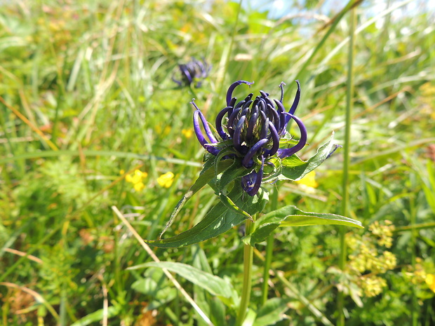 zerva hlavičkatá Phyteuma orbiculare L.