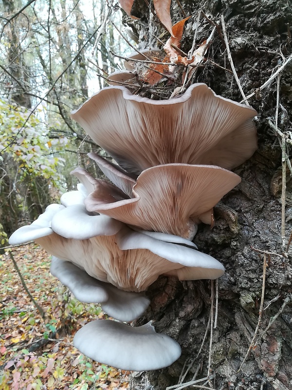 hliva ustricovitá Pleurotus ostreatus (Jacq.) P. Kumm.