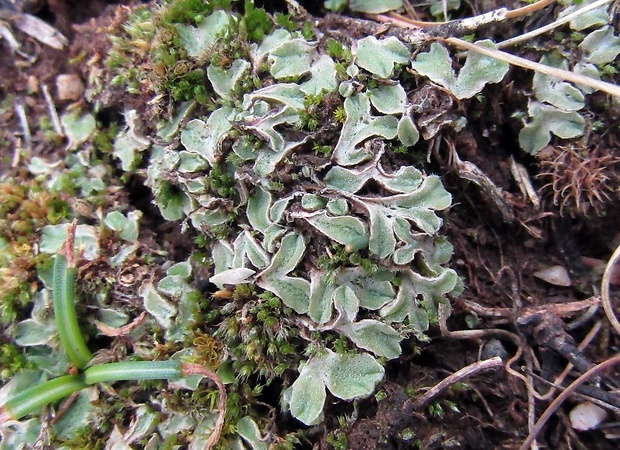 mrvka obyčajná (sk), trhutka obecná (cz) Riccia sorocarpa Bisch.