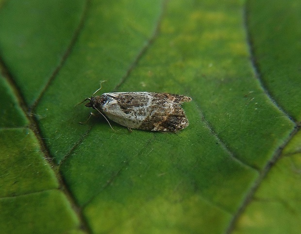 obaľovač krovinový   /   obaleč borůvkový Acleris variegana Denis & Schiffermüller, 1775