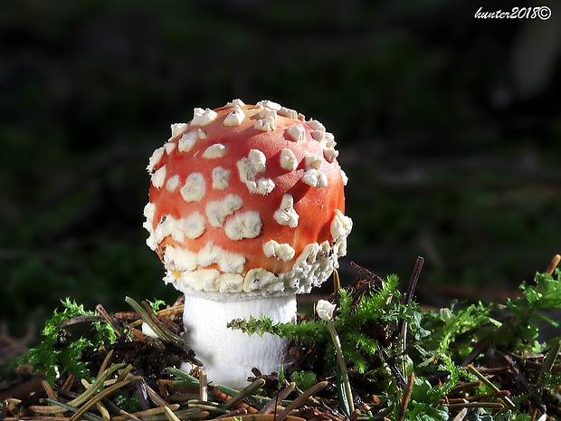 muchotrávka červená Amanita muscaria (L.) Lam.