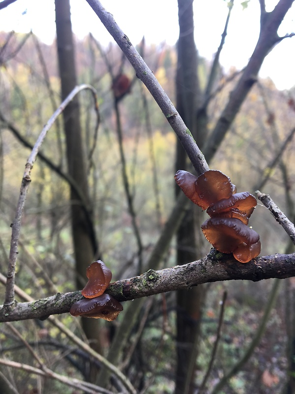 uchovec bazový Auricularia auricula-judae (Bull.) Quél.