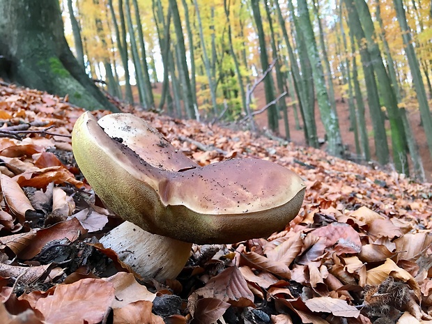 hríb smrekový Boletus edulis Bull.