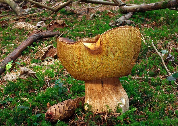 hríb smrekový Boletus edulis Bull.