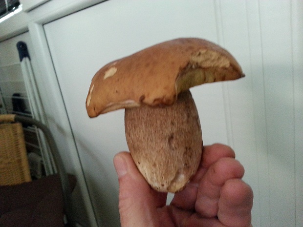 hríb dubový Boletus reticulatus Schaeff.