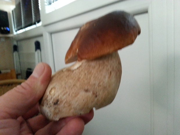 hríb dubový Boletus reticulatus Schaeff.