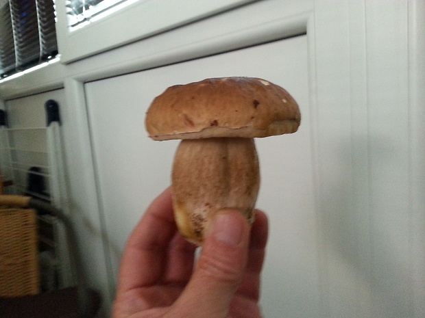 hríb dubový Boletus reticulatus Schaeff.