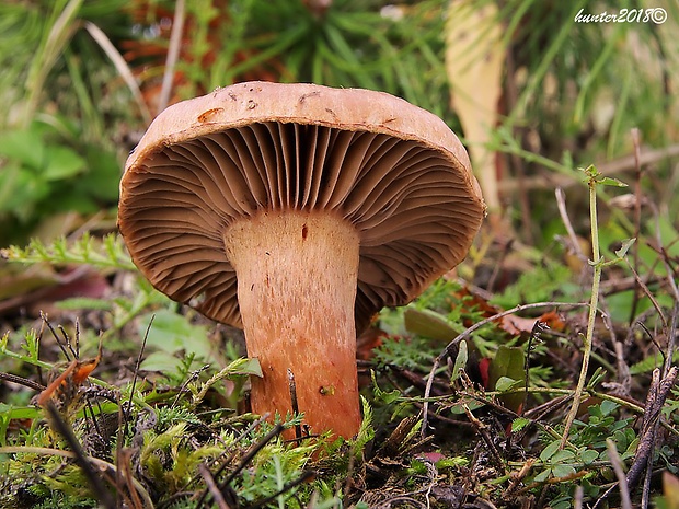 sliziak lepkavý Chroogomphus rutilus (Schaeff.) O.K. Mill.