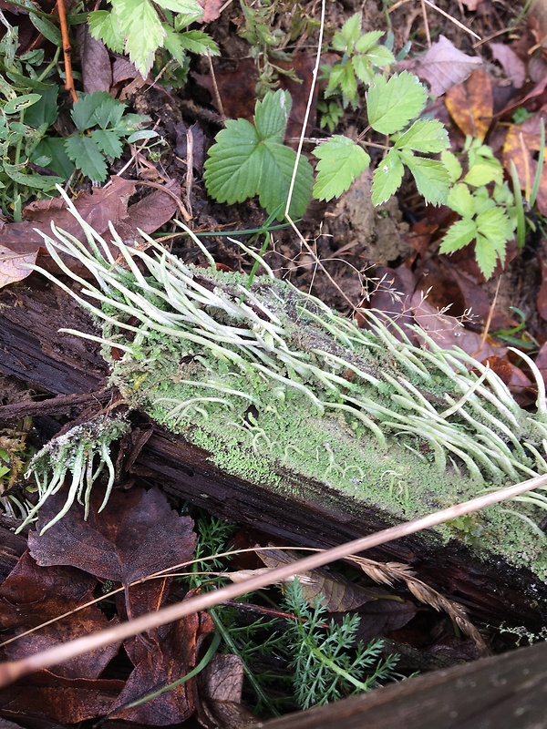 dutohlávka parohovitá  Cladonia subulata (L.) Weber ex F.H. Wigg.