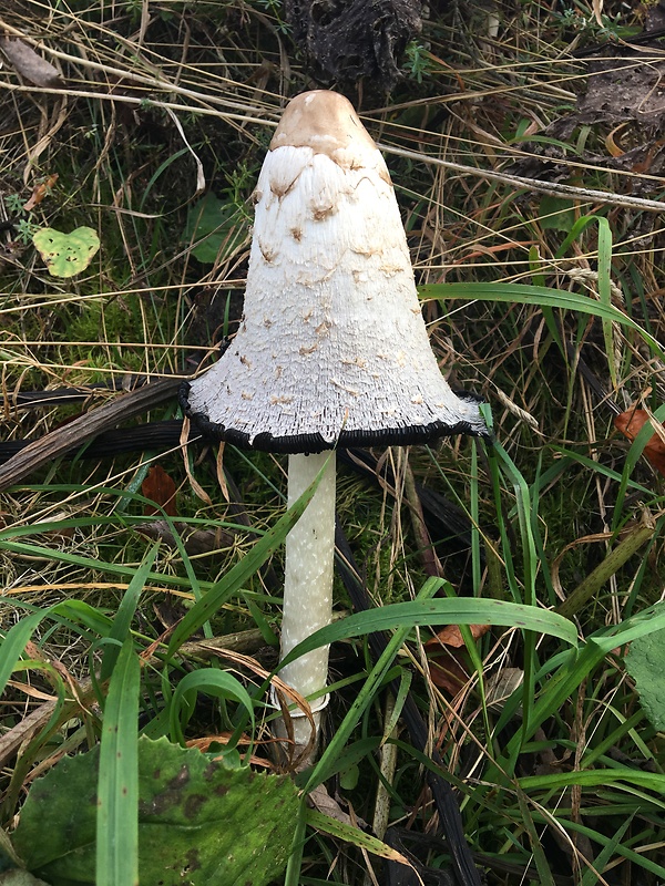 hnojník obyčajný Coprinus comatus (O.F. Müll.) Pers.