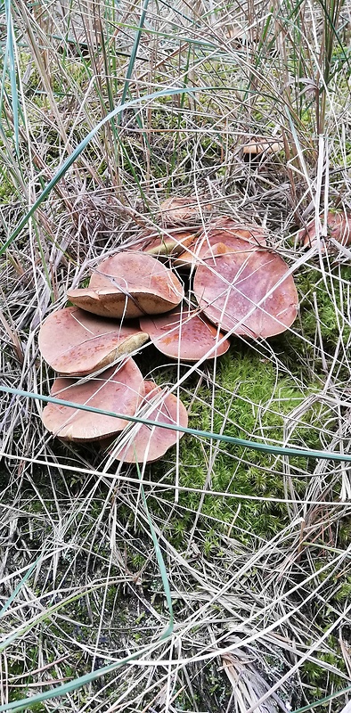 suchohríb Engelov Hortiboletus engelii (Hlaváček) Biketova & Wasser