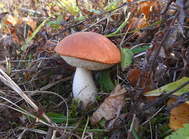 kozák dubový Leccinum aurantiacum (Bull.) Gray