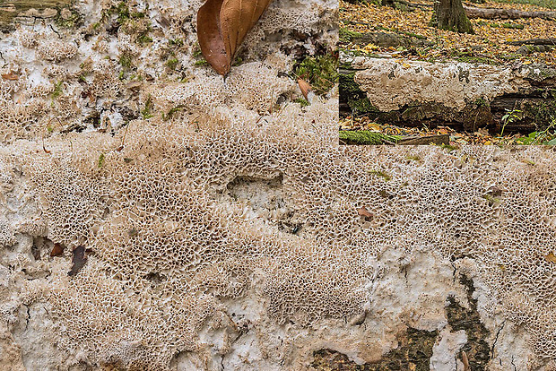 ostropórovec nížinný Oxyporus latemarginatus (Durieu & Mont.) Donk