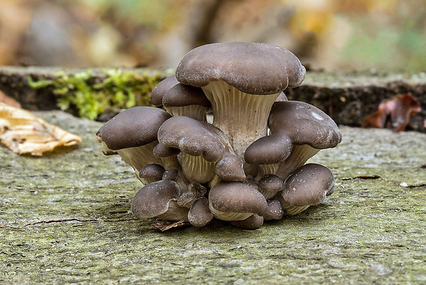 hliva ustricovitá Pleurotus ostreatus (Jacq.) P. Kumm.