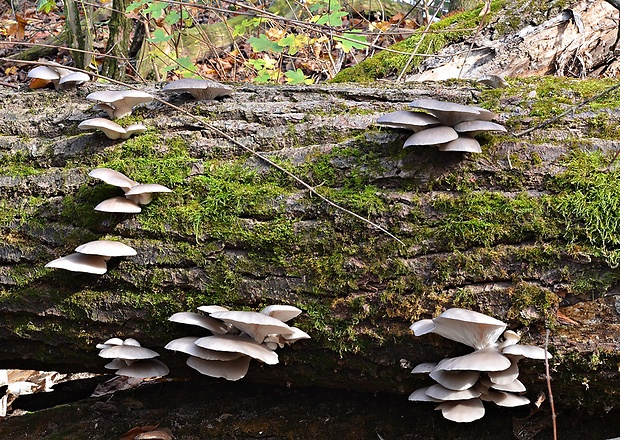 hliva ustricovitá Pleurotus ostreatus (Jacq.) P. Kumm.