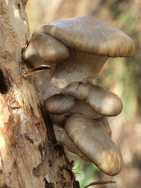 hliva Pleurotus sp.