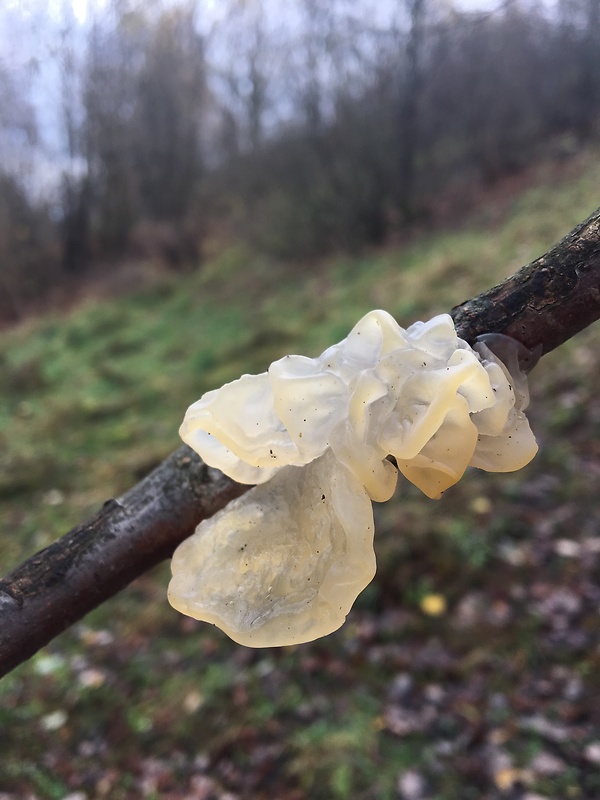 rôsolovka zlatožltá Tremella mesenterica Retz.