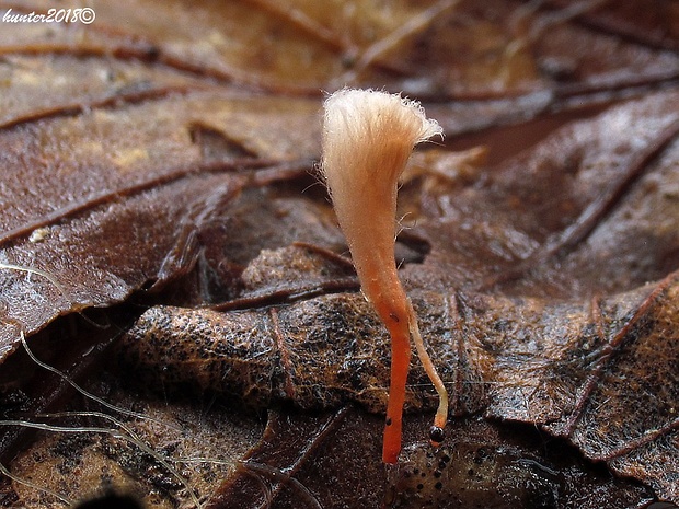 agonomycetes Anthina flammea Fr.