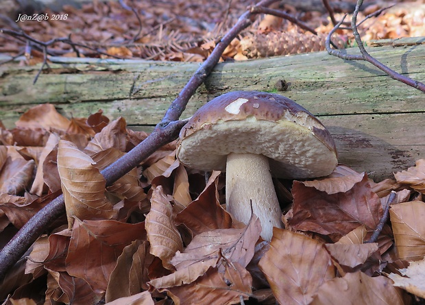 hríb smrekový Boletus edulis Bull.