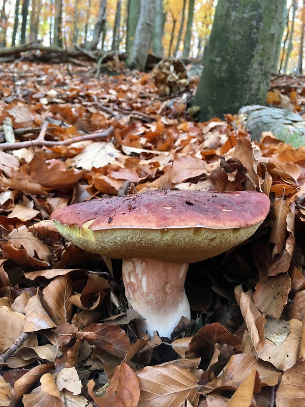 hríb sosnový Boletus pinophilus Pil. et Dermek in Pil.