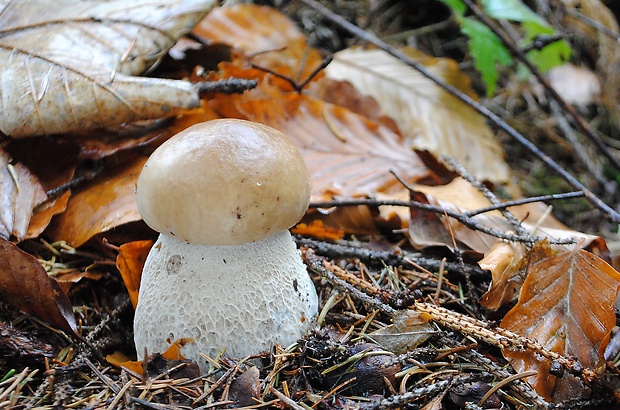 hríb sosnový Boletus pinophilus Pil. et Dermek in Pil.