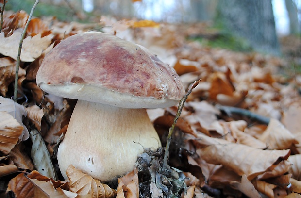 hríb sosnový Boletus pinophilus Pil. et Dermek in Pil.