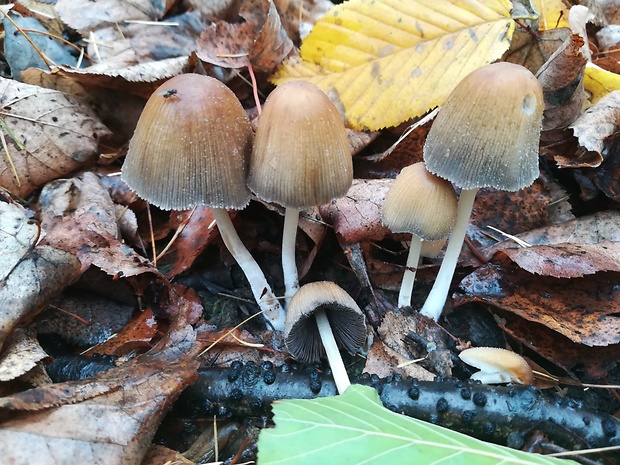 hnojník ligotavý Coprinellus micaceus (Bull.) Vilgalys, Hopple & Jacq. Johnson