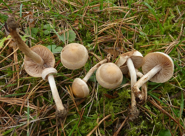 slzivka Hebeloma sp.