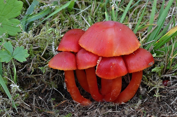 lúčnica šarlátová Hygrocybe coccinea (Schaeff.) P. Kumm.