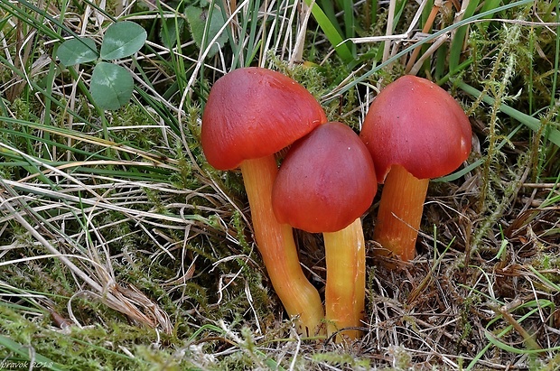 lúčnica granátovočervená Hygrocybe punicea (Fr.) P. Kumm.