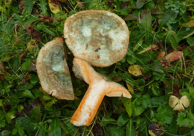 rýdzik  Lactarius semisanguifluus R. Heim & Leclair