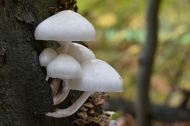 sliznačka obyčajná Mucidula mucida (Schrad.) Pat.