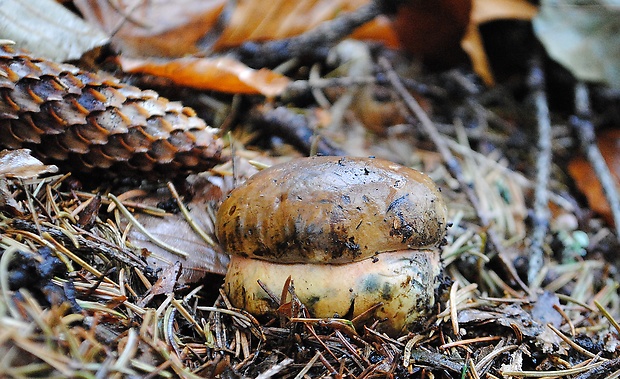 hríb zrnitohlúbikový Sutorius luridiformis (Rostk.) G. Wu & Zhu L. Yang