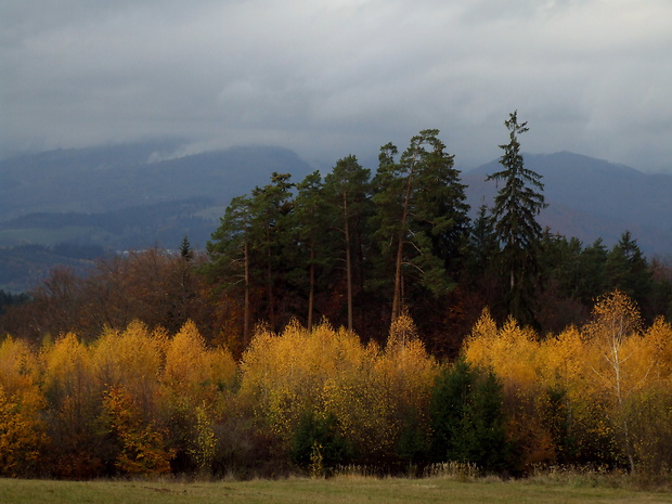 Borovice