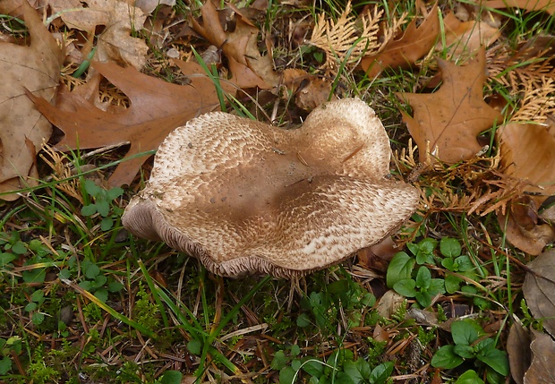 pečiarka Langeho Agaricus langei (F.H. Møller) F.H. Møller