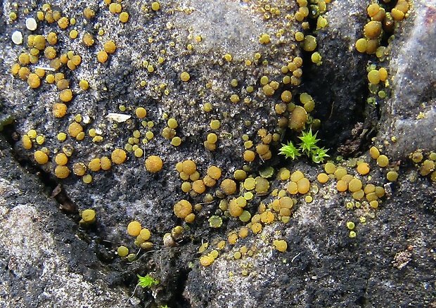 svietivček múrový Candelariella aurella f. aurella (Hoffm.) Zahlbr.