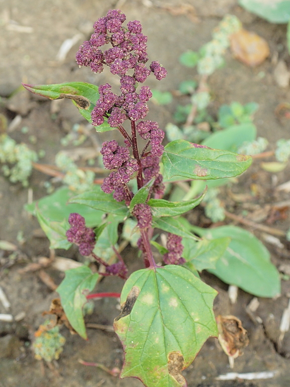 mrlík hybridný Chenopodium hybridum L.