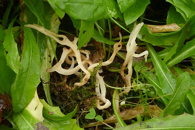 konárovka hrebenitá? Clavulina coralloides (L.) J. Schröt.