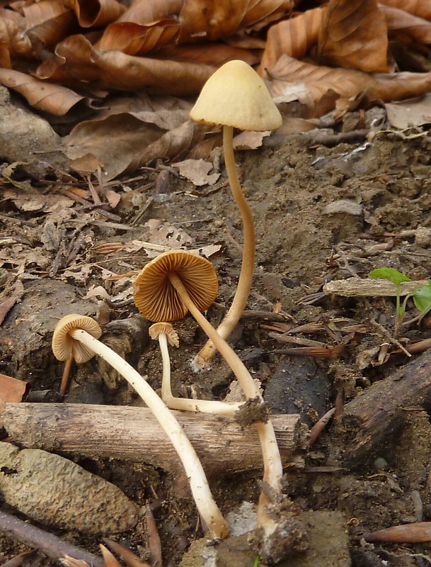 kapucňovec Conocybe sp.