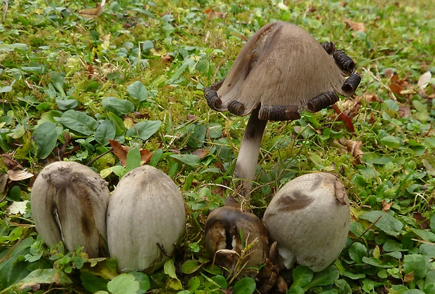 hnojník statný Coprinopsis acuminata? (Romagn.) Redhead, Vilgalys & Moncalvo