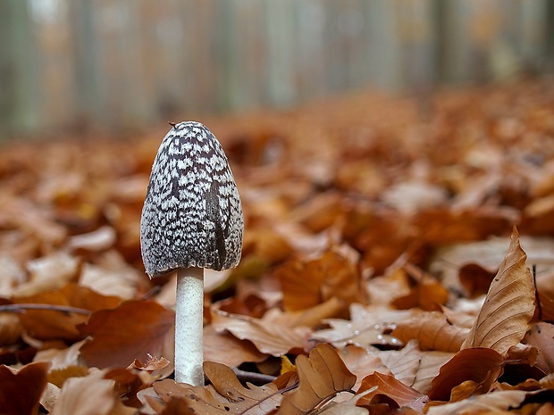 hnojník strakatý Coprinopsis picacea (Bull.) Redhead, Vilgalys & Moncalvo