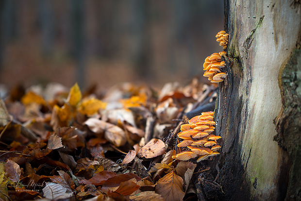 plamienka Flammulina sp.