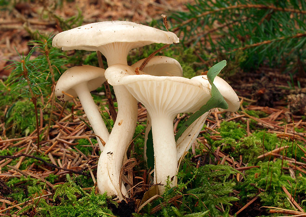 šťavnačka voňavá Hygrophorus agathosmus (Fr.) Fr.