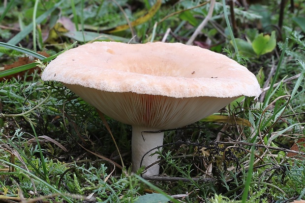 rýdzik chĺpkatý Lactarius pubescens (Fr.) Fr.