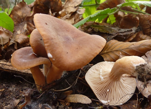 rýdzik sladkastý Lactarius subdulcis (Pers.) Gray