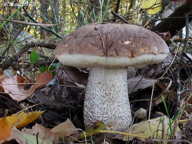 kozák brezový Leccinum scabrum (Bull.) Gray