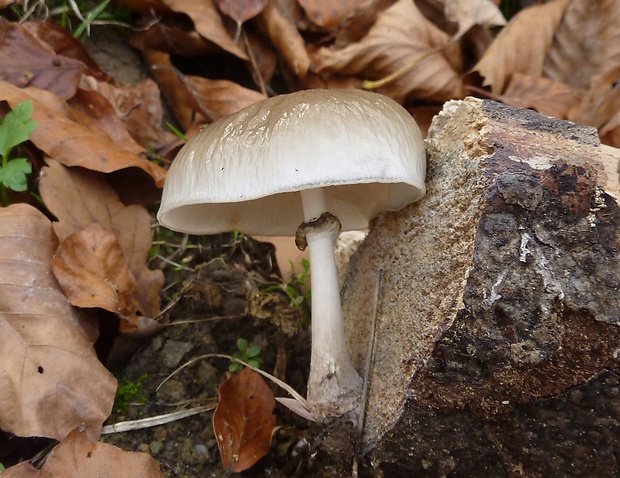 sliznačka obyčajná Mucidula mucida (Schrad.) Pat.