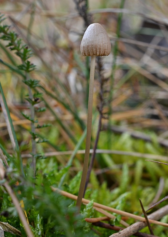 zvoncovec Panaeolus sp.