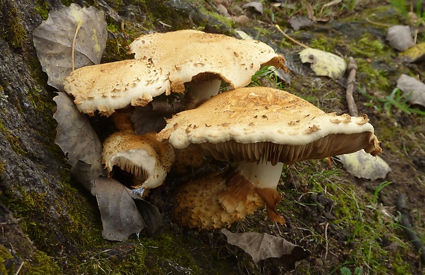 šupinovka šupinatá Pholiota squarrosa (Vahl) P. Kumm.