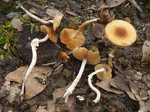 kapucňa Pholiotina teneroides? (J.E. Lange) Singer